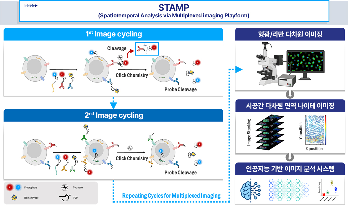 제 2 팀 - 면역 나이테 이미징 및 제어